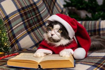 Adorable gray cat in a red christmas hat is reading a book. christmas concept