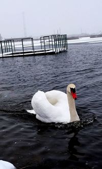 Swan swimming in sea against sky