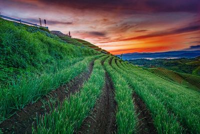 Rice paddy against sky during sunset