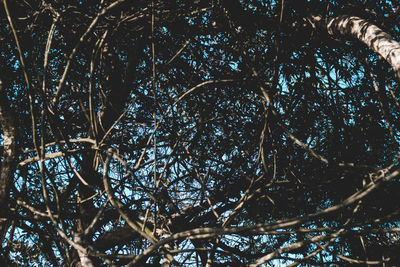 Low angle view of bare tree