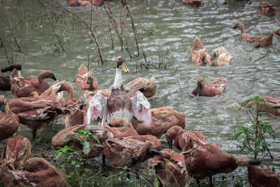 Flock of ducks swimming in lake