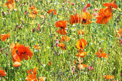 Close-up of orange poppy flowers in field