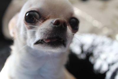 Close-up portrait of dog