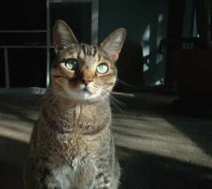 Close-up portrait of a cat at home