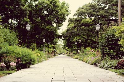 Footpath amidst trees