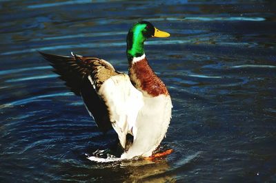 Birds in water