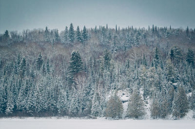 Trees on snow covered field during winter