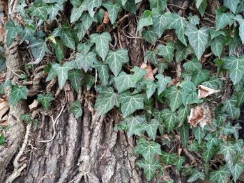 Full frame shot of ivy growing on tree trunk