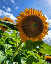 Close-up of sunflower