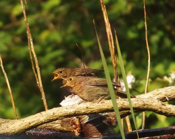 Close-up of sparrow perching on wood