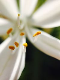 Close-up of yellow flower blooming outdoors