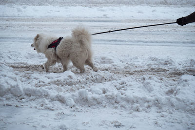 White husky dog on a leash on a snowy road, seen from the side.