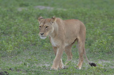 View of a cat on grass