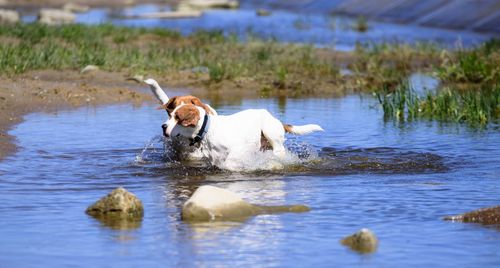 Dog in lake