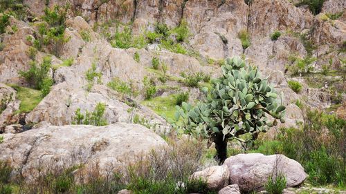 Rocks by plants on land