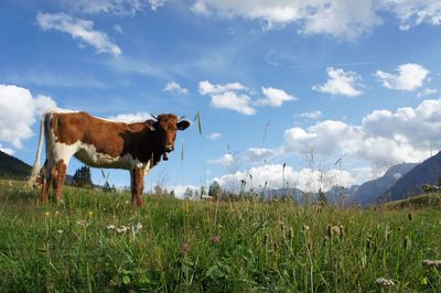 Cow standing on grassy field