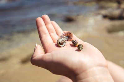 Cropped hand holding shells at beach