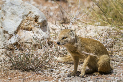 Yellow mongoose seated in dry land in kgalagadi transfrontier park, south africa