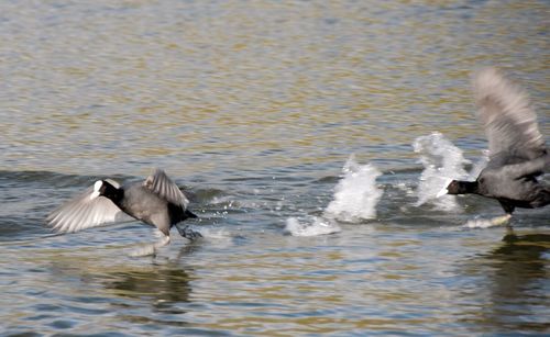 View of birds in lake