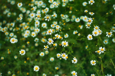 Close-up of white flowering plants on field