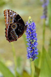 Blue morpho butterfly latin name morpho peleides on a dactylorhiza marsh orchid or spotted orchid