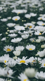 Close-up of white daisy flowers