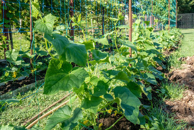 Plants growing in garden