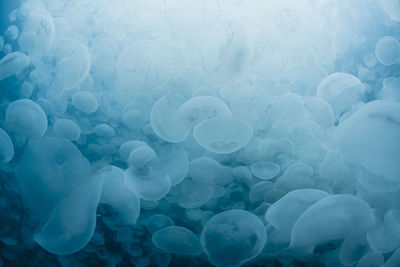 Full frame shot of jellyfish in sea