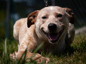 Close-up portrait of a dog