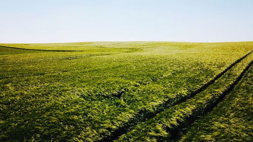 Scenic view of agricultural field against clear sky