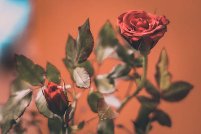 Close-up of red rose