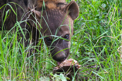 Hyena peaking through grass, eating a warthog. green natural background. 