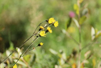 Close-up of insect on yellow flowering plant