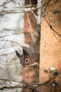 Close-up of squirrel on tree trunk