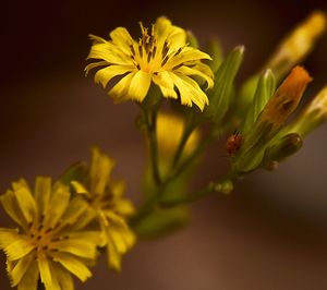 Close-up of yellow flowers