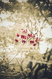 Close-up of pink flowers