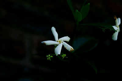 Close-up of white flowers blooming outdoors