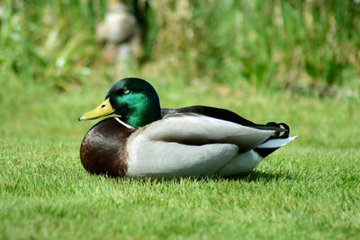 Close-up of mallard duck on field