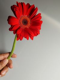 Close-up of hand holding red flower