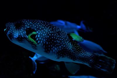 Close-up of fish swimming in sea