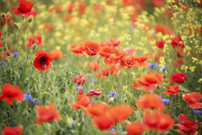 Close-up of red poppy flowers in field