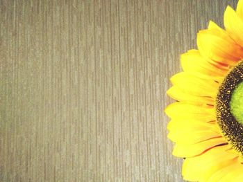 Close up of yellow flower