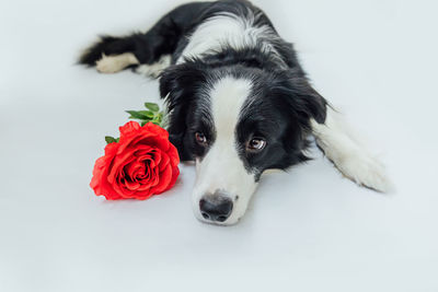 Close-up of a dog against white background