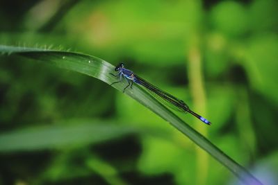 Close-up of damselfly on grass