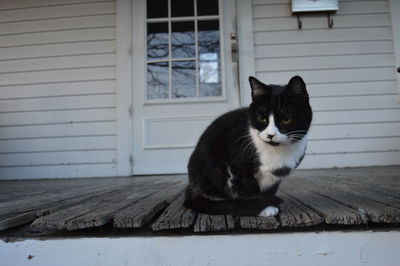 Close-up of cat