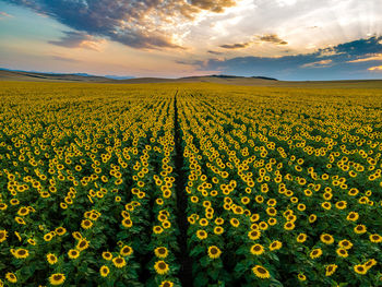 Scenic view of field against sky during sunset