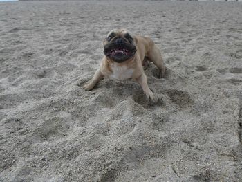 Portrait of dog on beach