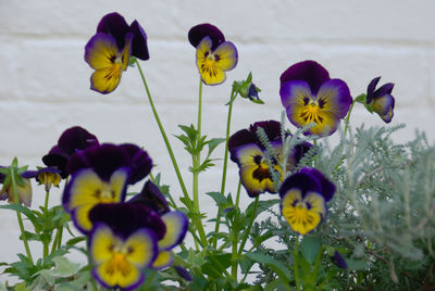 Close-up of yellow flowers blooming outdoors