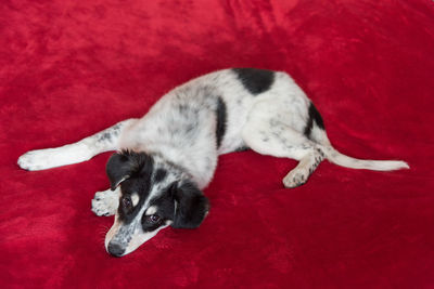 High angle view of dog sleeping