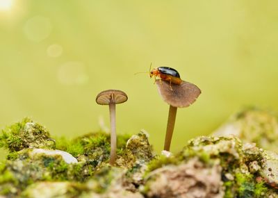 Close-up of mushroom on plant